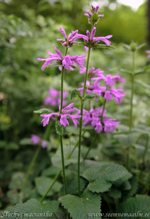 Stachys macrantha Suureõieline tõnnike